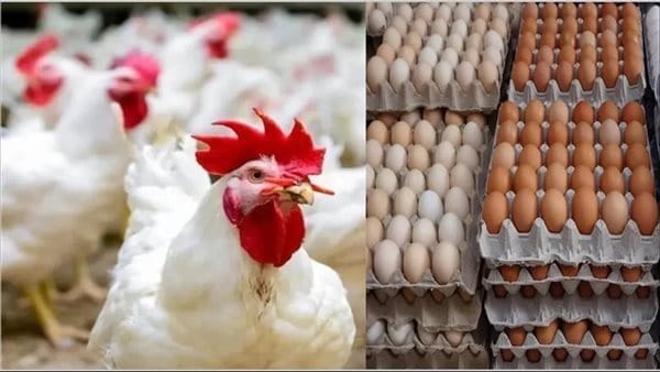 أسعار الدواجن والبيض