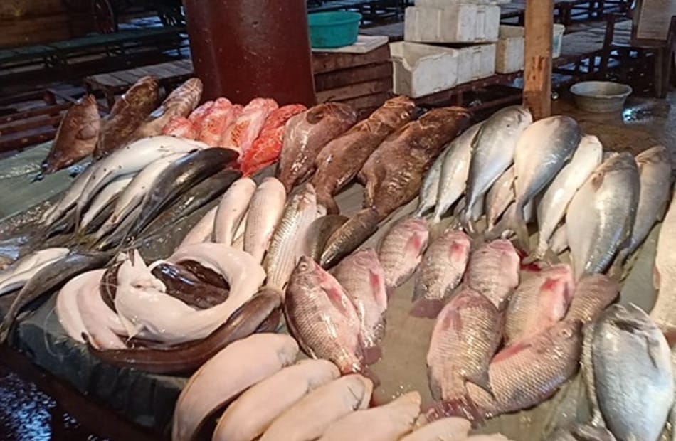 أسعار الأسماك والجمبري اليوم