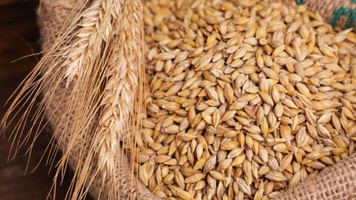 أسعار الأرز الشعير والأبيض اليوم