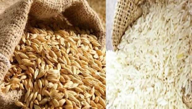 أسعار الأرز الشعير والأرز الأبيض اليوم