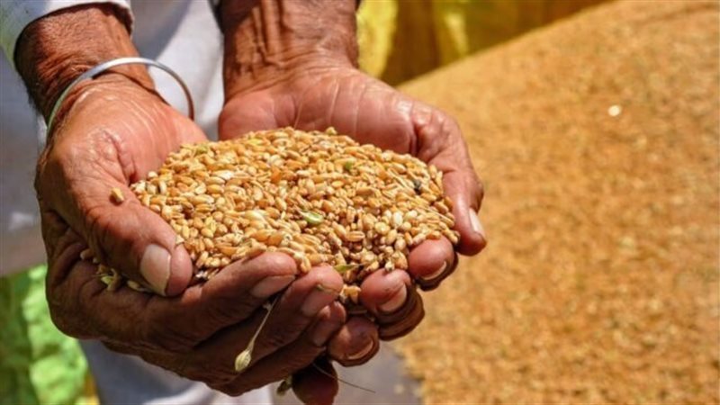 رفع سعر أردب القمح إلى 2500 جنيه